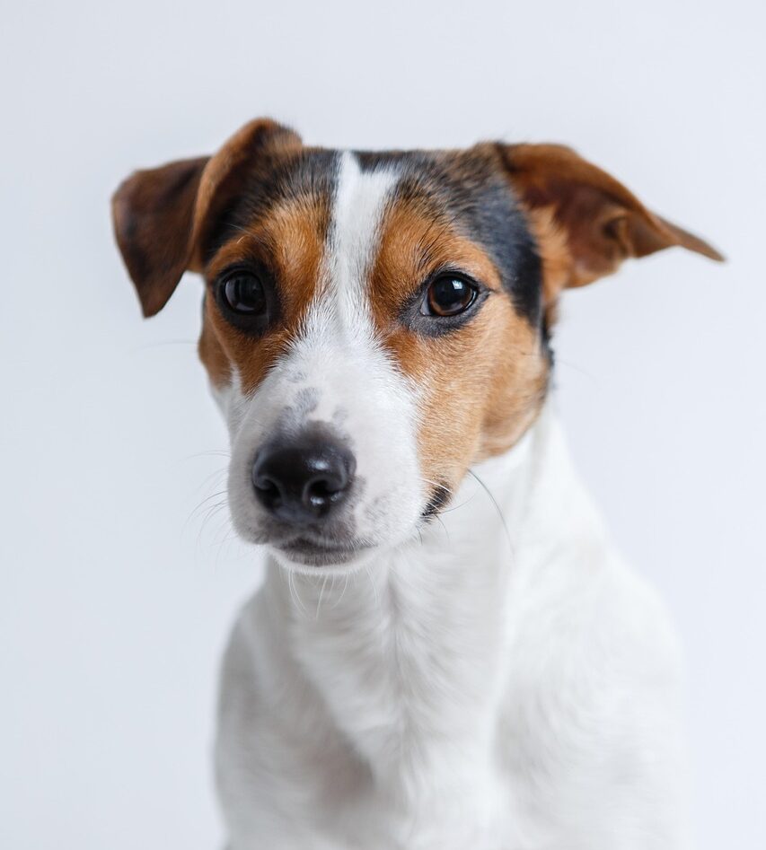 jack russell, dog, pet-2029214.jpg